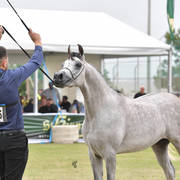 Colts 2 Years: El Nil Basran