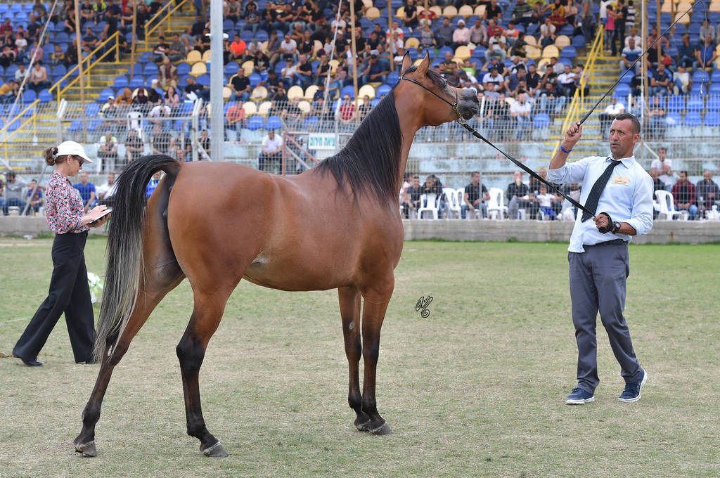 Fillies 3 Years: Anouar Ramadan AZ