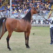 Fillies 3 Years: Anouar Ramadan AZ