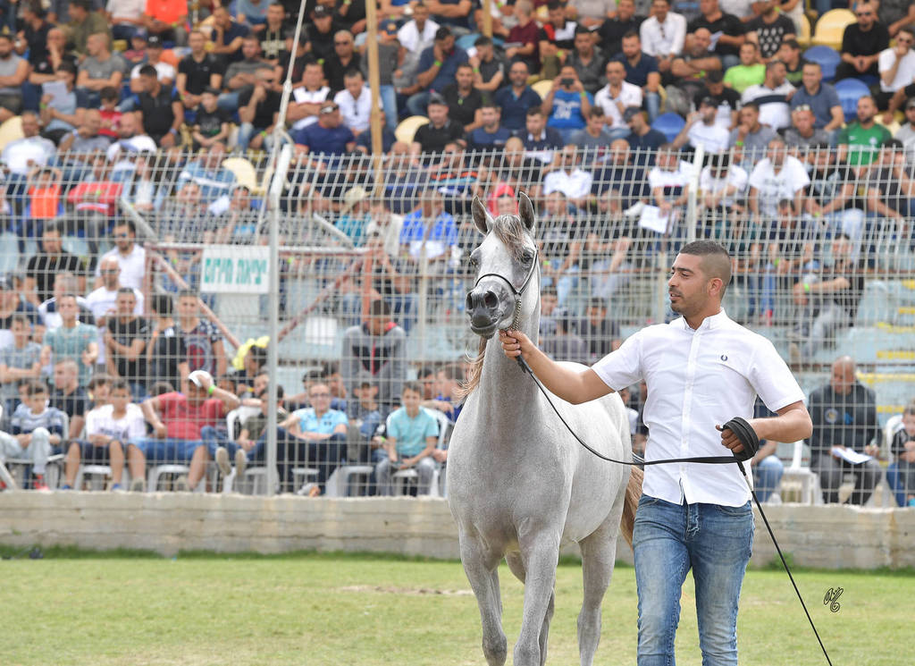 Fillies 2 Years: Sariat Al Jabal