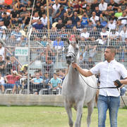 Fillies 2 Years: Sariat Al Jabal