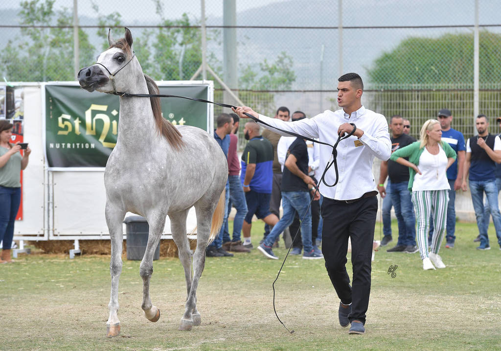 Fillies 2 Years: Hadar AM