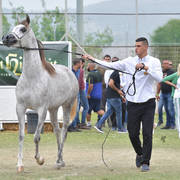 Fillies 2 Years: Hadar AM