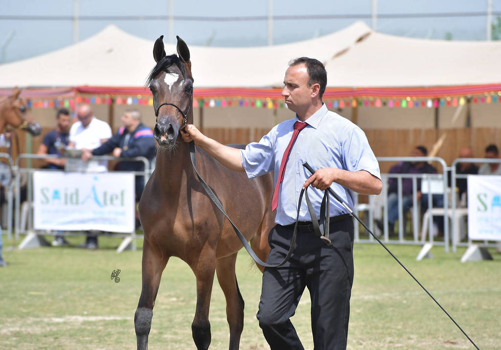 Yearling Colt: Thor AH