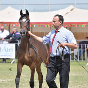 Yearling Colt: Thor AH