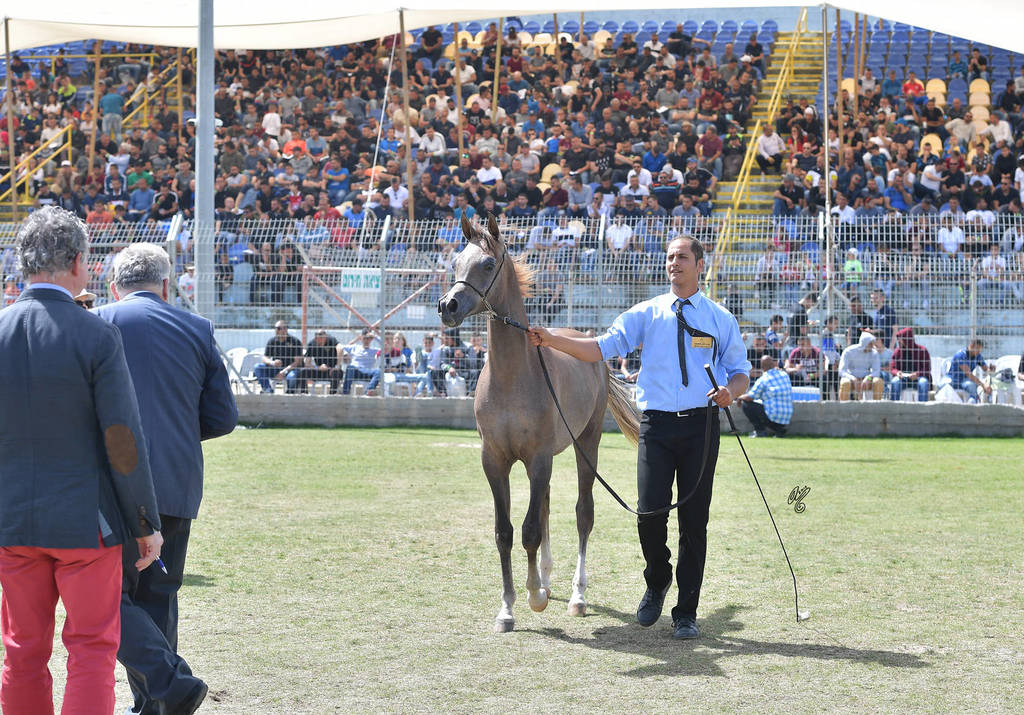 Yearling Colt: Jolan AF