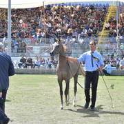 Yearling Colt: Jolan AF