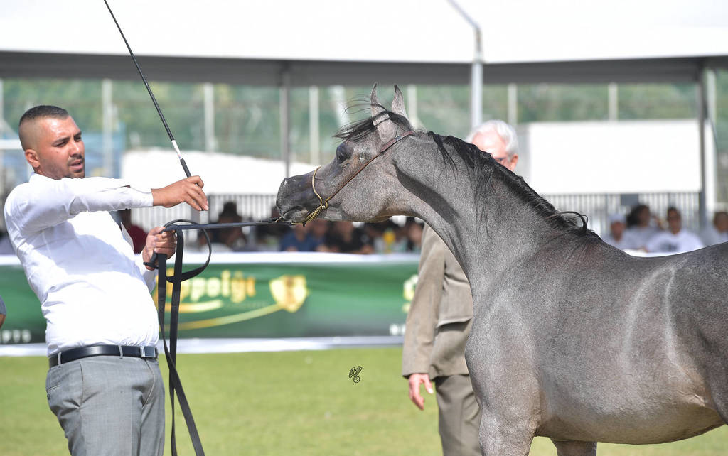 Yearling Filly: Lahif HK