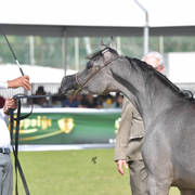 Yearling Filly: Lahif HK