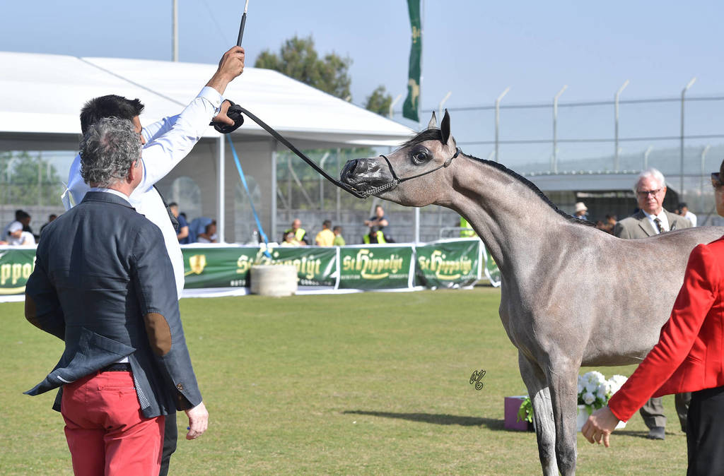 Yearling Filly: Sultanat Al Tarab