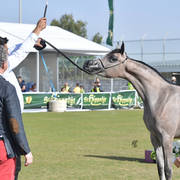 Yearling Filly: Sultanat Al Tarab
