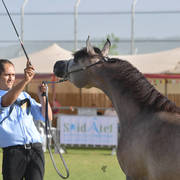 Yearling Filly: Julnar AF