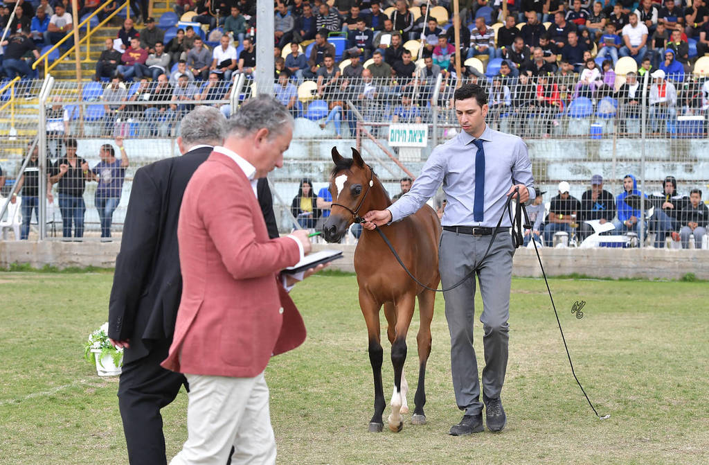 Filly Foal: Miral AB