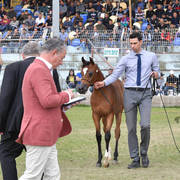 Filly Foal: Miral AB