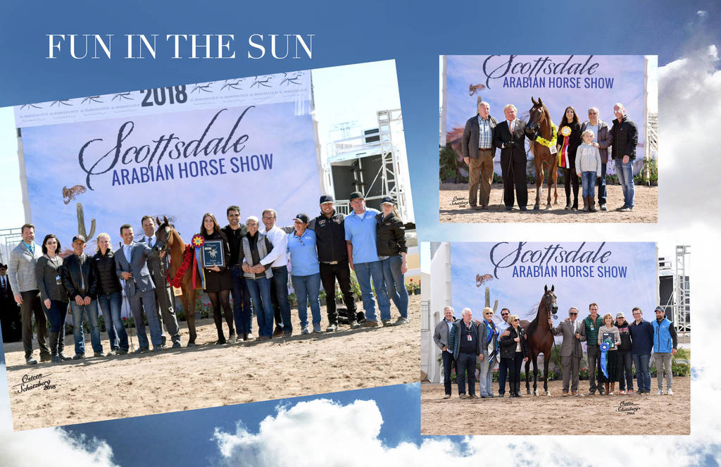 2018 Scottsdale Arabian Horse Show Photo Gallery