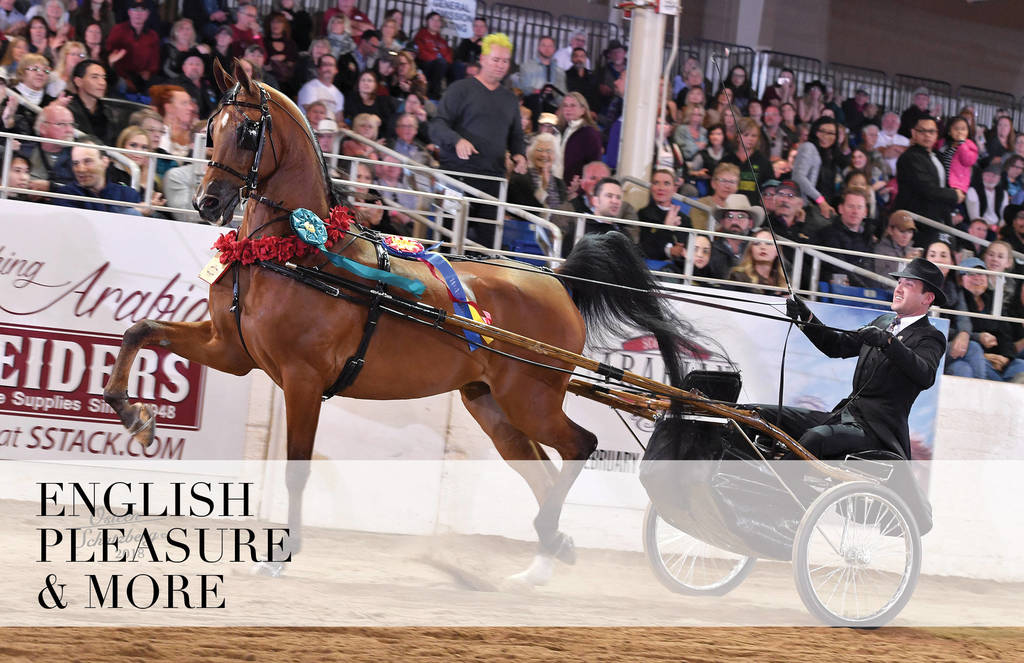 2018 Scottsdale Arabian Horse Show Photo Gallery