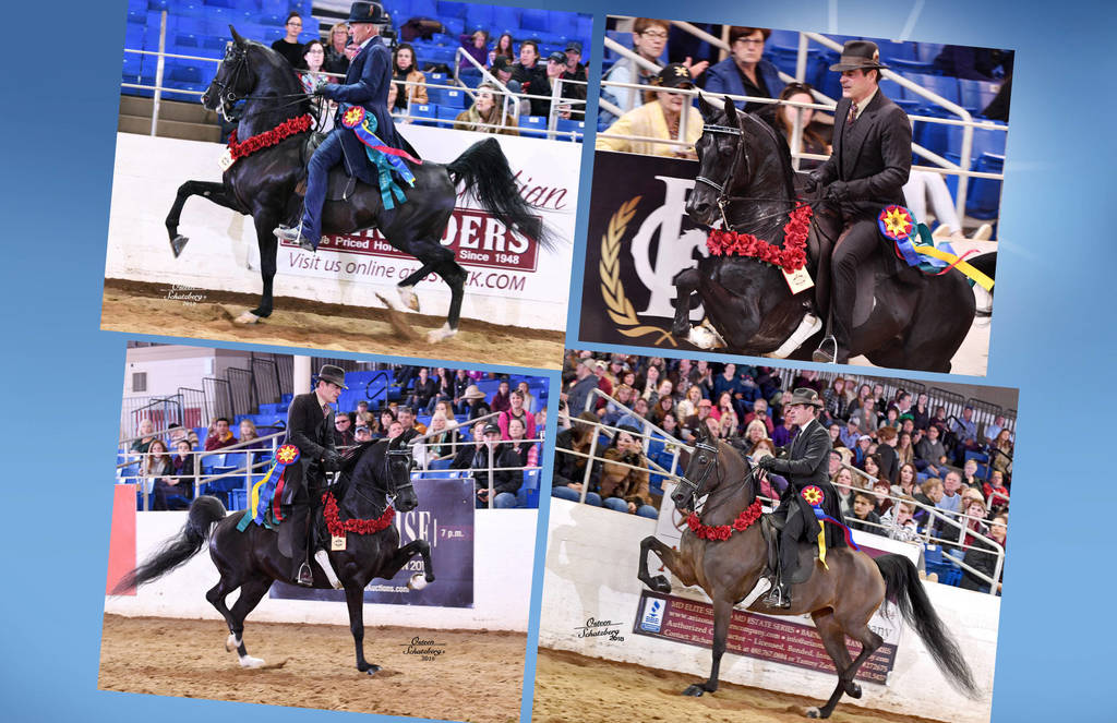 2018 Scottsdale Arabian Horse Show Photo Gallery