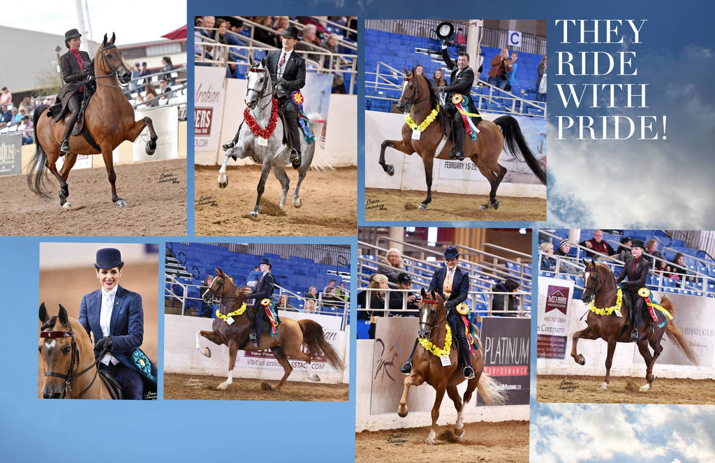 2018 Scottsdale Arabian Horse Show Photo Gallery