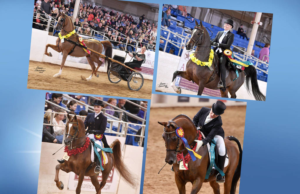 2018 Scottsdale Arabian Horse Show Photo Gallery