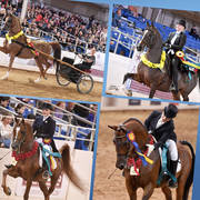 2018 Scottsdale Arabian Horse Show Photo Gallery