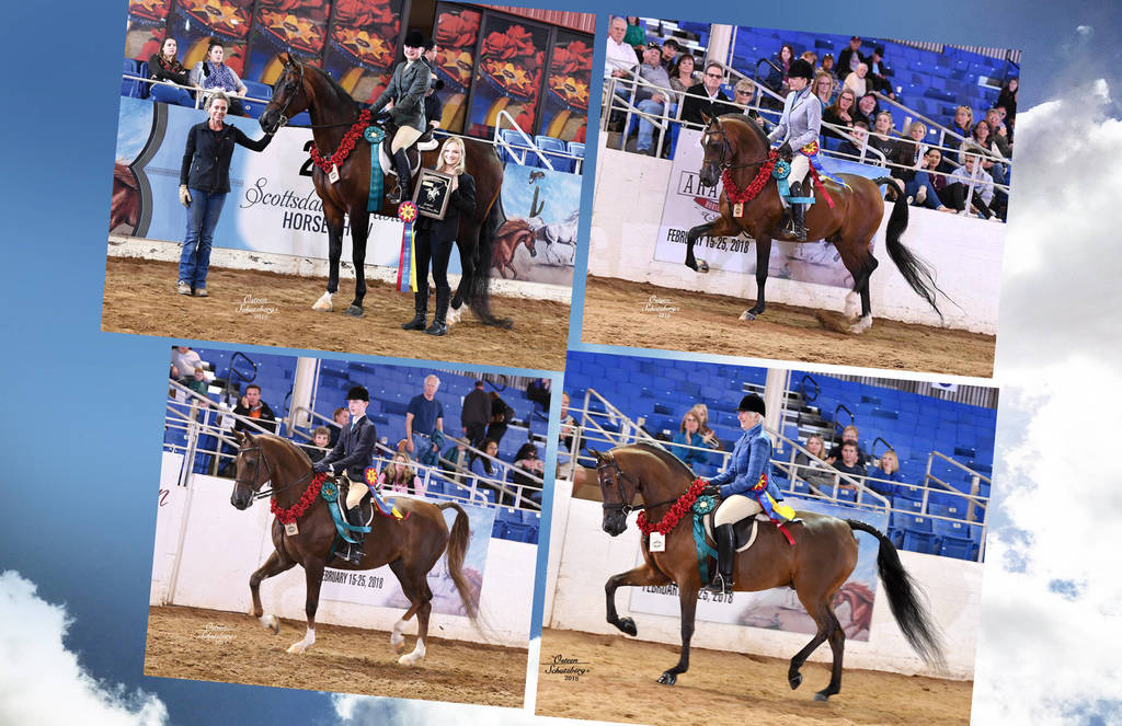 2018 Scottsdale Arabian Horse Show Photo Gallery