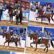 2018 Scottsdale Arabian Horse Show Photo Gallery