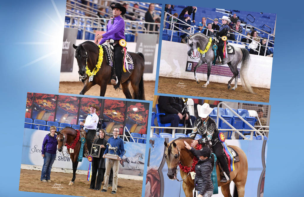 2018 Scottsdale Arabian Horse Show Photo Gallery