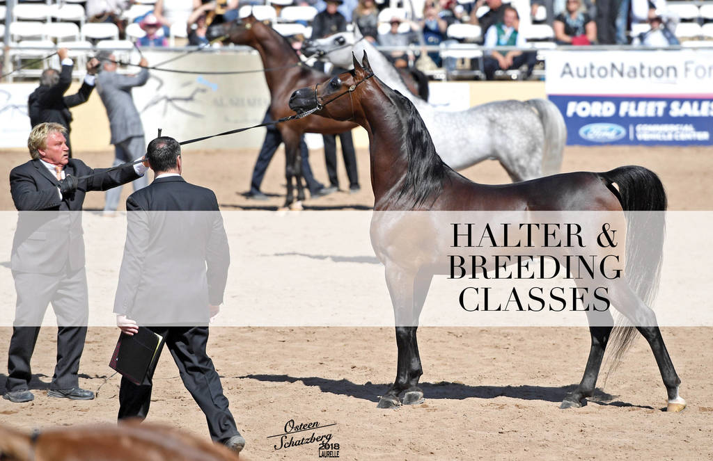 2018 Scottsdale Arabian Horse Show Photo Gallery