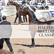 2018 Scottsdale Arabian Horse Show Photo Gallery