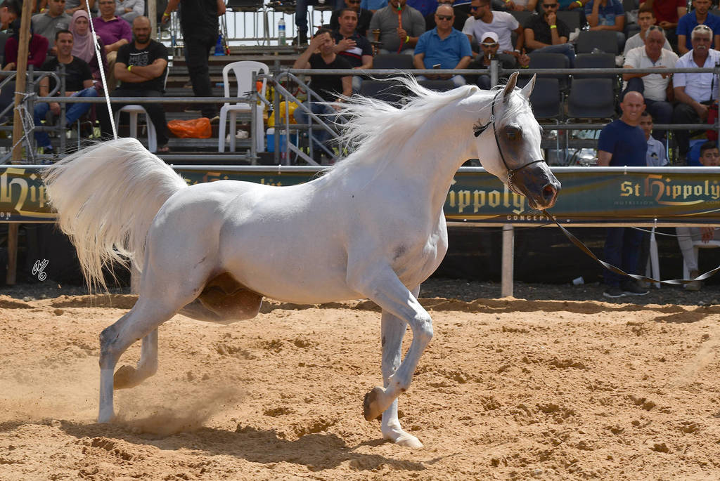 Senior Stallion Gold Champion: S.A. Al Zahir (Nader Al Jamal X Al Duqa AA)   