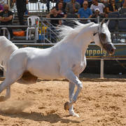 Senior Stallion Gold Champion: S.A. Al Zahir (Nader Al Jamal X Al Duqa AA)   