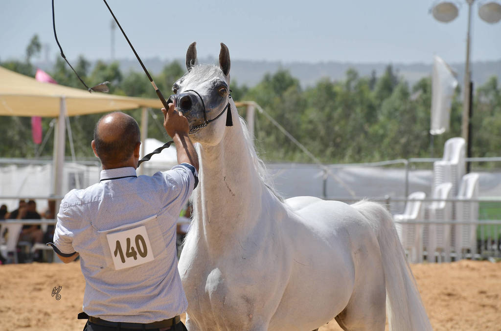 Senior Stallion Gold Champion: S.A. Al Zahir (Nader Al Jamal X Al Duqa AA)   