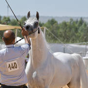 Senior Stallion Gold Champion: S.A. Al Zahir (Nader Al Jamal X Al Duqa AA)   