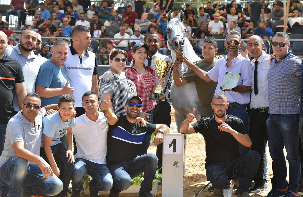 Senior Stallion Gold Champion: S.A. Al Zahir (Nader Al Jamal X Al Duqa AA)   