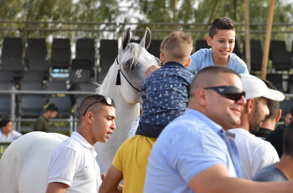 Senior Stallion Gold Champion: S.A. Al Zahir (Nader Al Jamal X Al Duqa AA)   