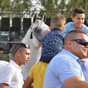 Senior Stallion Gold Champion: S.A. Al Zahir (Nader Al Jamal X Al Duqa AA)   