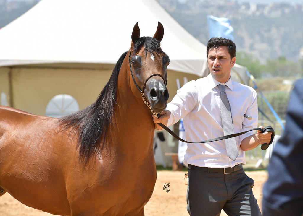 Senior Stallion Silver Champion: Ammer JFD (Solaz J X KL Aracelli)  