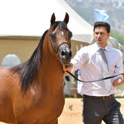 Senior Stallion Silver Champion: Ammer JFD (Solaz J X KL Aracelli)  