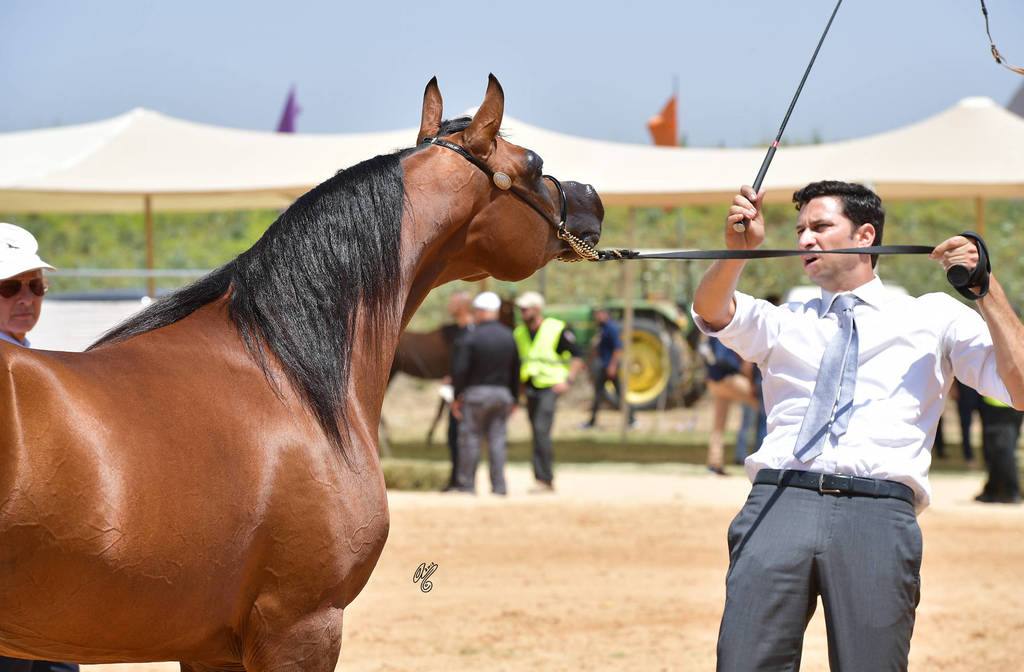 Senior Stallion Silver Champion: Ammer JFD (Solaz J X KL Aracelli)  