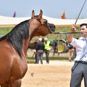 Senior Stallion Silver Champion: Ammer JFD (Solaz J X KL Aracelli)  