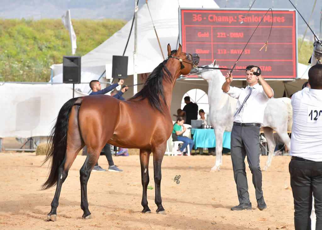 Senior Stallion Silver Champion: Ammer JFD (Solaz J X KL Aracelli)  