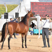 Senior Stallion Silver Champion: Ammer JFD (Solaz J X KL Aracelli)  