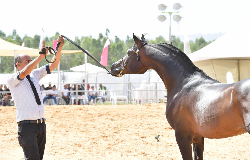 Senior Stallion Bronze Champion: Mastro Al Jamal (Selket Marque X Vivacious X)   