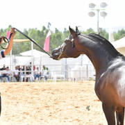 Senior Stallion Bronze Champion: Mastro Al Jamal (Selket Marque X Vivacious X)   