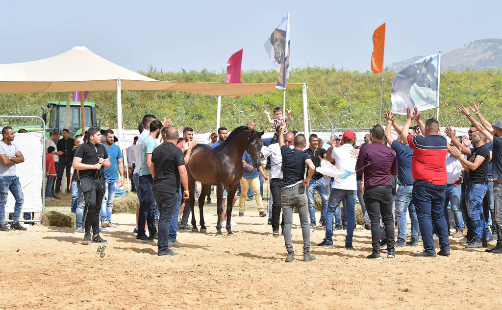 Senior Stallion Bronze Champion: Mastro Al Jamal (Selket Marque X Vivacious X)   