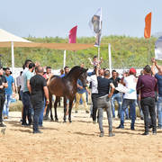 Senior Stallion Bronze Champion: Mastro Al Jamal (Selket Marque X Vivacious X)   
