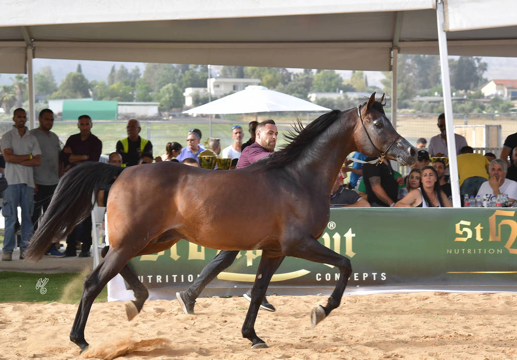 Senior Stallion Bronze Champion: Mastro Al Jamal (Selket Marque X Vivacious X)   