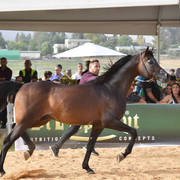 Senior Stallion Bronze Champion: Mastro Al Jamal (Selket Marque X Vivacious X)   
