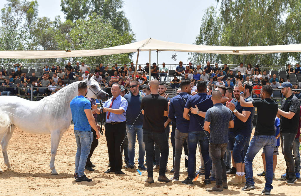 Senior Mare Gold Champion: Dibaj (Shabab Jamal X Nilus)   