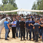 Senior Mare Gold Champion: Dibaj (Shabab Jamal X Nilus)   